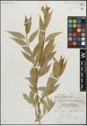 Foto von Salix lucida Muhl.